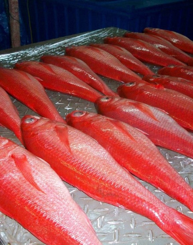 fisheries-processing-img2
